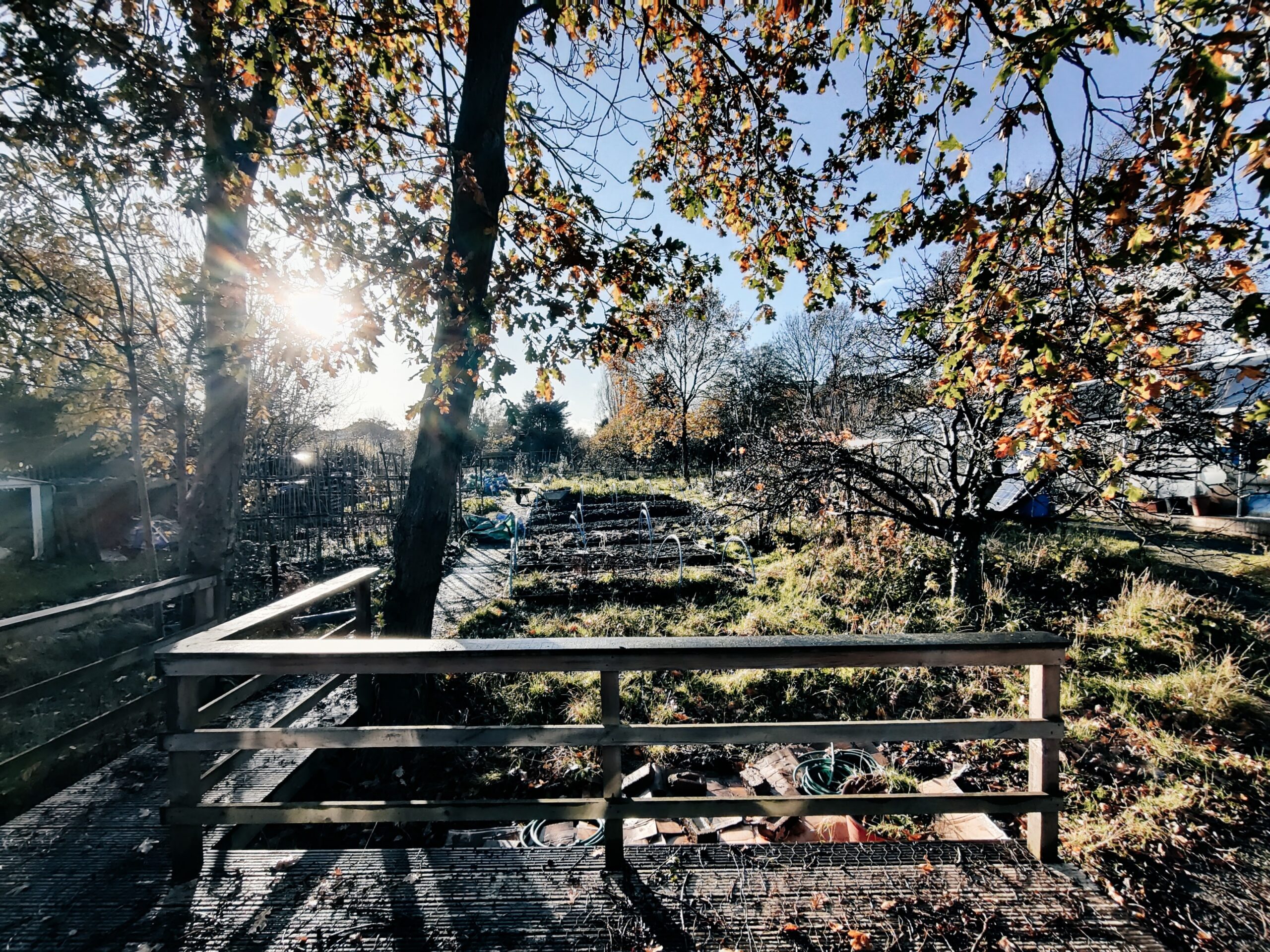 Sydenham Garden