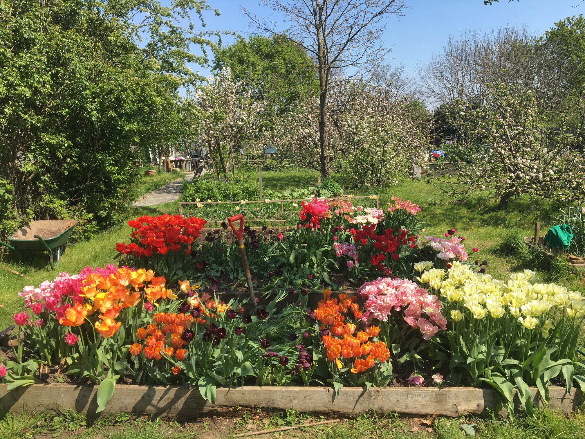 Sydenham Garden